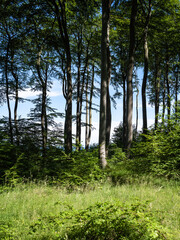 Wald mit Buchen im Sommer.