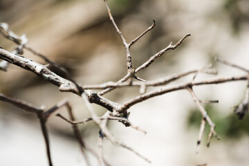 dead tree
