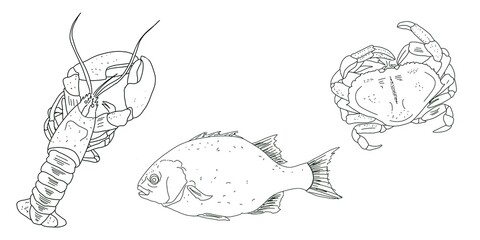 Set of seafood. Hand drawing illustration, isolated white background