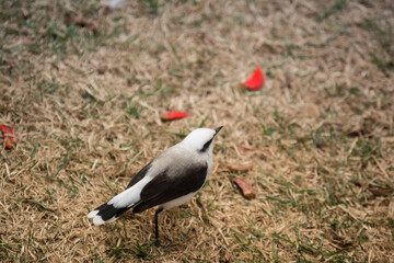 Naklejka premium Fluvicola nengeta, black and white bird with red flowers