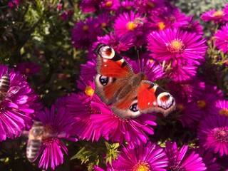 Peacock butterfly (aglais io, European peacock) butterfly on magic pink New England aster