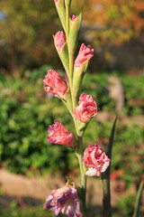 Gladiolus inflorescence in the garden on a sunny day.