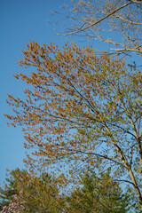 Tree and fall colours 