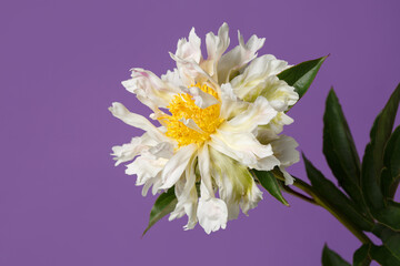 Funny  peony flower not even shape isolated on a purple background.