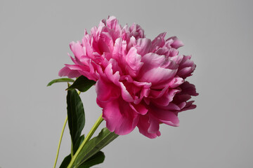 Beautiful rose-shaped peony flower in pink color isolated on grey background.