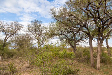 Fototapeta na wymiar Bushes in South Africa. Safari. Wild nature