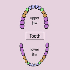 Upper and lower jaw, teeth.