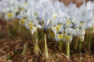 Light lilac spring iris flowers out.