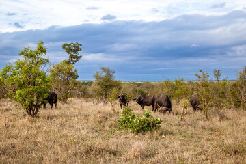 Fototapeta premium Buffalos in savanna. South Africa. Wildlife safari 