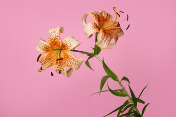 Orange lily flower with long stamens isolated on pink background.