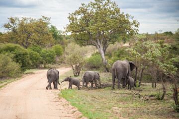 Fototapeta na wymiar Elephants in the savannah. Family of elephants in wild. Kruger National Park, South Africa. 