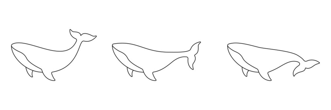 Whale line drawing art collection. Sperm whales linear animals set. Vector isolated on white.