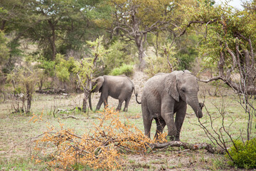 Fototapeta premium Small elephants in wild nature. Kruger National Park, South Africa