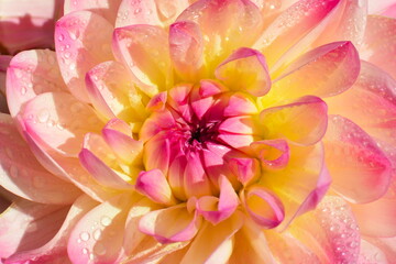 Pink and white dahlia flower covered in water droplets close-up
