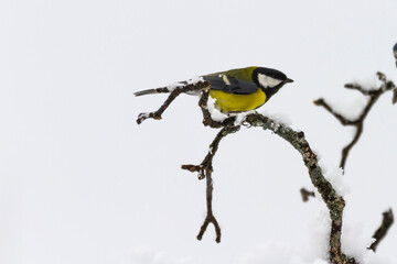 Bird wildlife with Great Tit on snowy branch - Europe, Switzerland