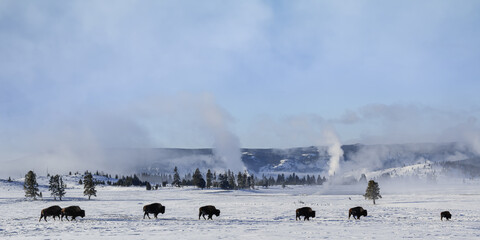 Herd of American Bison, Yellowstone National Park. Winter scene.in the geyser basin on a cold...