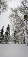 Snow-covered trees in winter forest