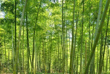 Plakat green bamboo forest
