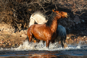 Salt River Wild Horses in Arizona