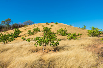 Young Cashew trees on a hilly meadow in Oeiras, Piaui state (Northeast Brazil)
