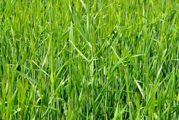 Obraz premium green grass background