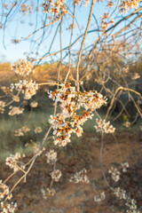 Close up of the flowers of the Pau moco (Luetzelburgia auriculata), native tree from the Caatinga biome that blooms in the dry season (Oeiras, Brazil)