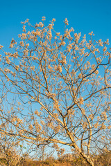 Pau moco (Luetzelburgia auriculata), native tree from the Caatinga biome that blooms in the dry season (Oeiras, Brazil)