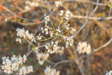Close up of the flowers of the Pau moco (Luetzelburgia auriculata), native tree from the Caatinga biome that blooms in the dry season (Oeiras, Brazil)