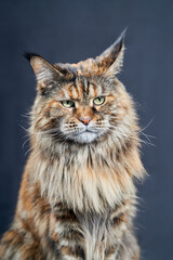 Studio portrait Maine Coon cat. Cat with long mustache and tassels on ears on dark background.