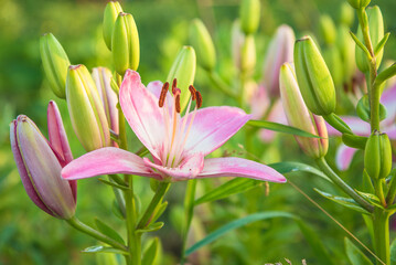 Close up for pink lilies flowers with buds blooming in the summer garden