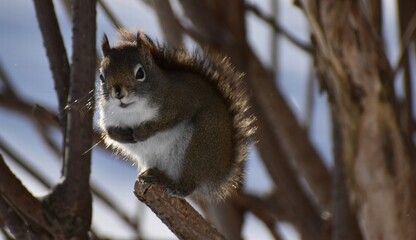 A red squirrel in winter, Sainte-Apolline, Québec, Canada
