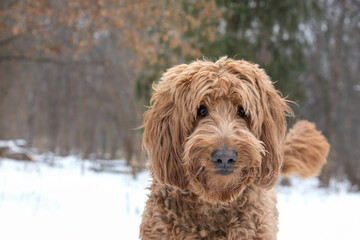 Winter portrait of cheerful brown golden doodle dog with tail raised.