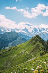Green fields in a summer landscape of the Schynige Platte plateau in the Alps in Switzerland