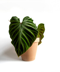Exotic houseplant Philodendron Verrucosum in a terracotta pot. Close up of dark green velvet leaves and bright green veins contrasted with hairy red stems. Isolated on a white background, text space. © Kulbir