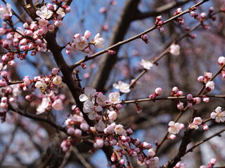 flowers on peach blossom branches