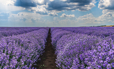 field of lavender
