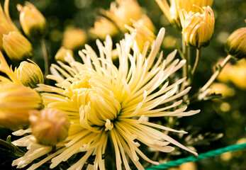 Macrophoto of a beautiful yellow chrysanthemum. A delicate flower taken at close range. You can see all the details and petals. There are unopened buds in the frame. Selective focusing for better effe