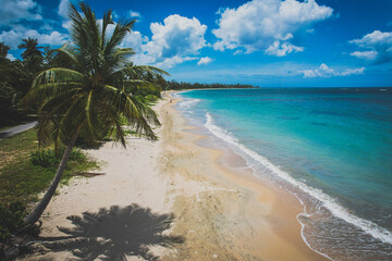 beach with palm trees