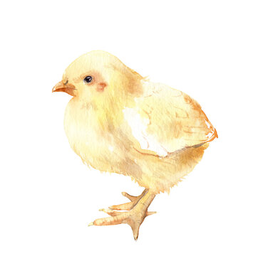 watercolor drawing of a chick - sketch Easter celebration