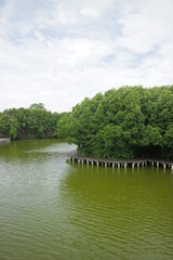 Fototapeta na wymiar Mangrove trees on the edge of the swamp