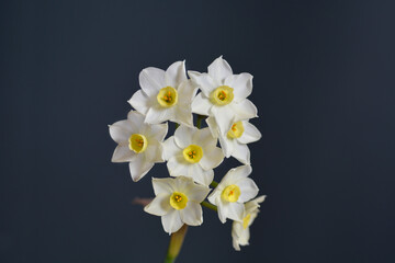 Naklejka na ściany i meble Bunch-flowered narcissus