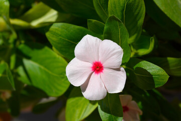 Madagascar rosy periwinkle