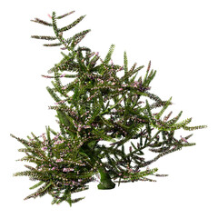 3D Rendering Heather Plant on White