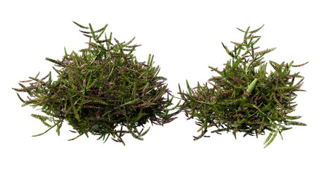 3D Rendering Heather Plants on White