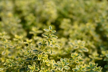 Lemon Thyme