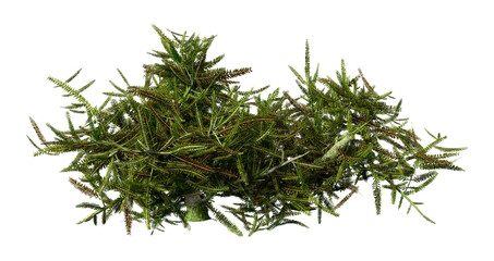 3D Rendering Heather Plant on White