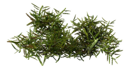 3D Rendering Heather Plant on White