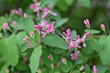 Blue-leaf honeysuckle
