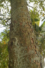 The durian tree trunk texture