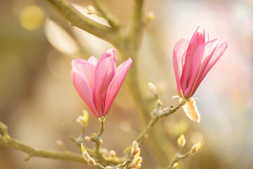 Fototapeta premium Magnolien
